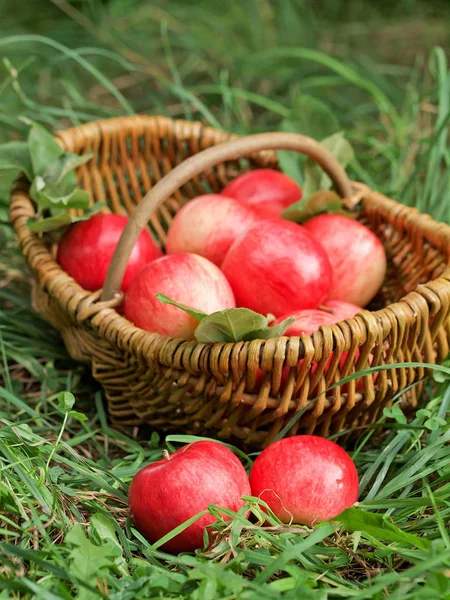Fresh Apple Fruits Basket — Stock Photo, Image