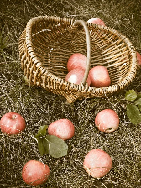 Frutas Frescas Maçã Cesta — Fotografia de Stock