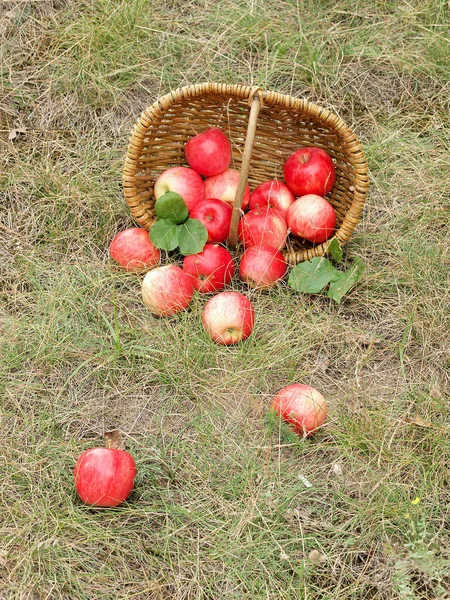 Čerstvé Jablečné Plody Koši — Stock fotografie