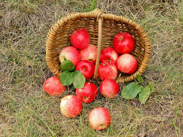 Frutta Fresca Mela Nel Cestino — Foto Stock