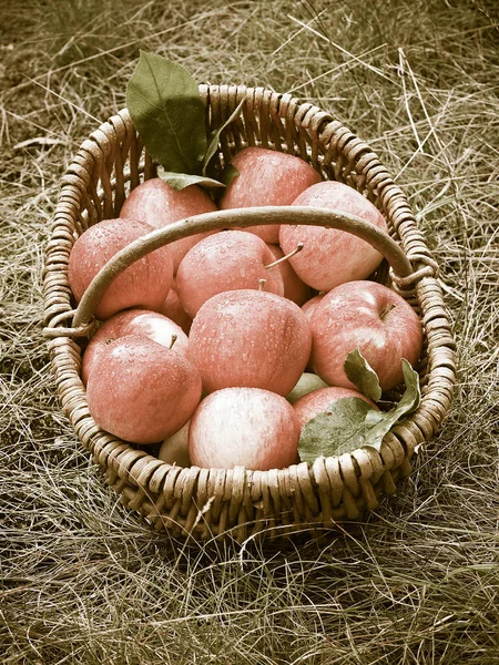 Čerstvé Jablečné Plody Koši — Stock fotografie