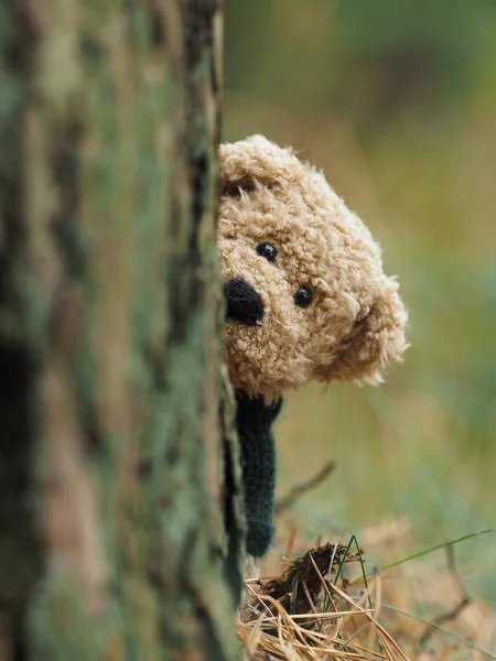 Смішні Плюшевого Ведмедика Лісі — стокове фото