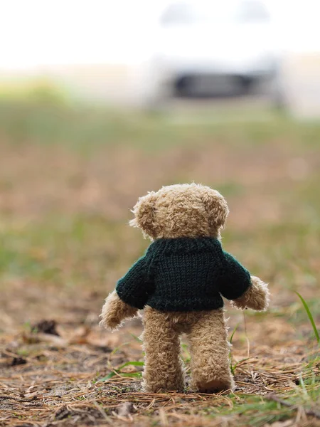 Grappige Teddy Beer Het Bos — Stockfoto