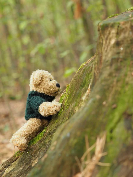 有趣的泰迪熊在森林 — 图库照片