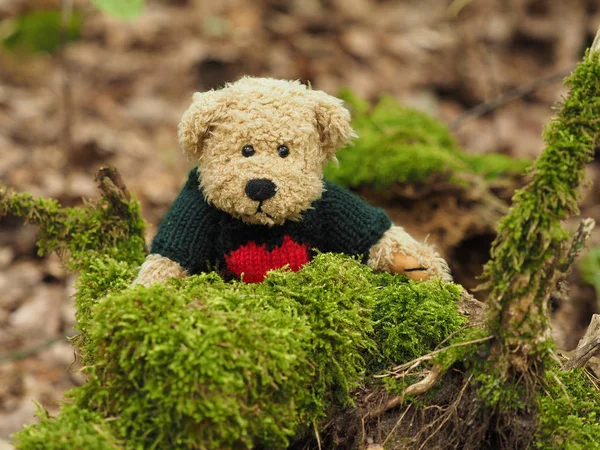 Grappige Teddy Beer Het Bos — Stockfoto