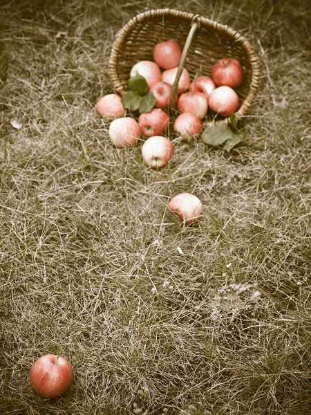 おいしい新鮮なリンゴの果物 ロイヤリティフリーのストック画像
