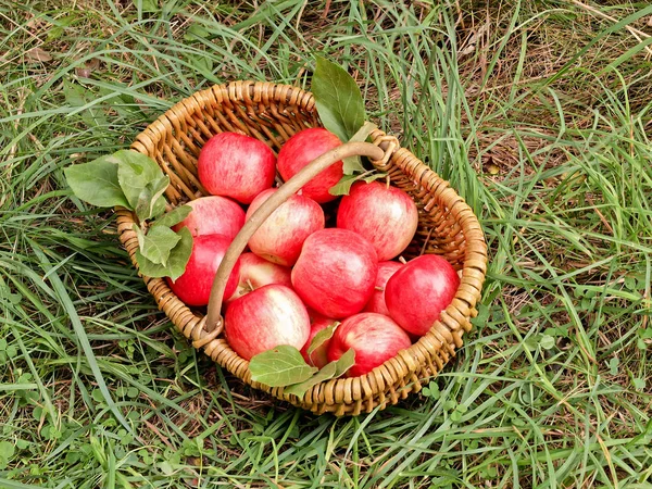 Fresh Apple Fruits Basket Royalty Free Stock Images