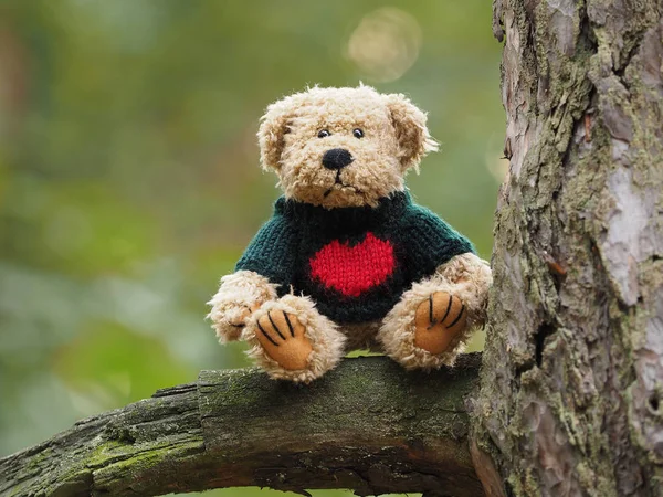 Lustiger Teddybär Wald — Stockfoto