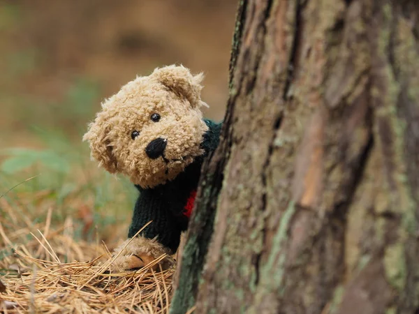 Lustiger Teddybär Wald — Stockfoto