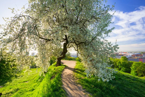 Manzano Flor Centro Ciudad Gdansk Amanecer Polonia — Foto de Stock