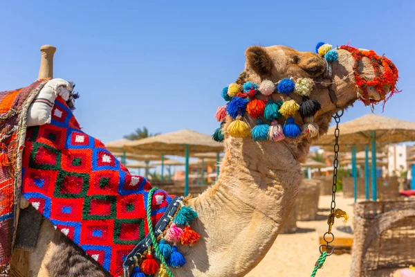 Camel Het Strand Van Rode Zee Egypte — Stockfoto