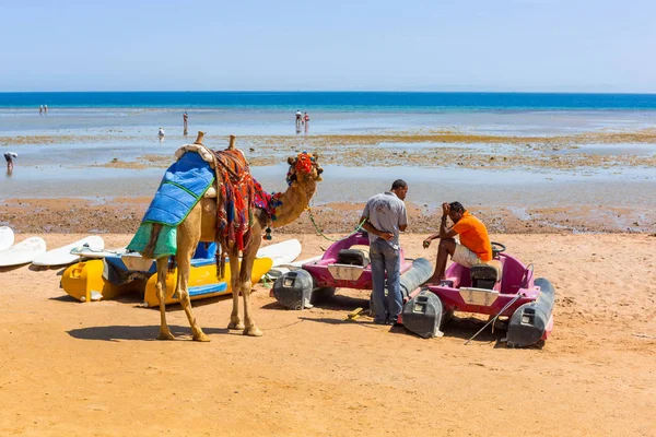 Hurghada Egypten April 2013 Kamel Stående Stranden Röda Havet Egypten — Stockfoto