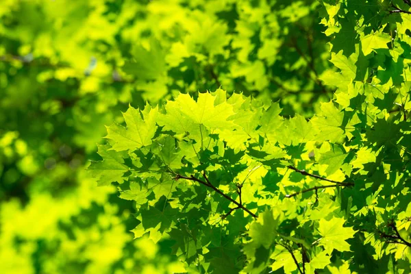 Fondo Naturaleza Verde Con Hojas Arce — Foto de Stock