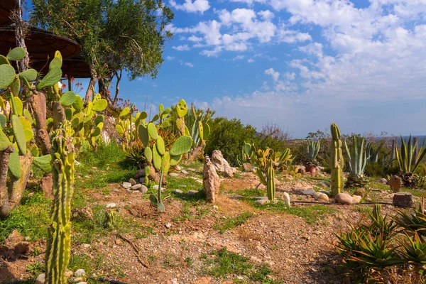 Jardin Cactus Plage Elafonissi Crète Grèce — Photo