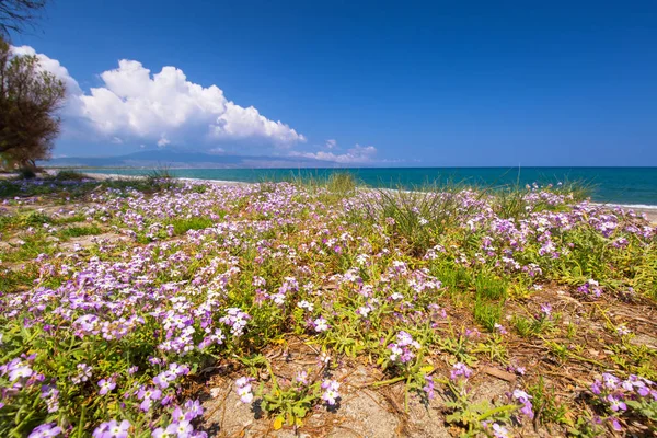 Çiçeği çiçek Maleme Beach Crete, Yunanistan