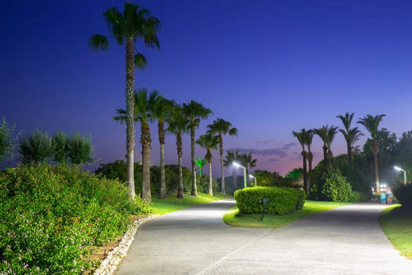 Prachtig Pad Met Palmbomen Aan Het Strand Van Turkije — Stockfoto