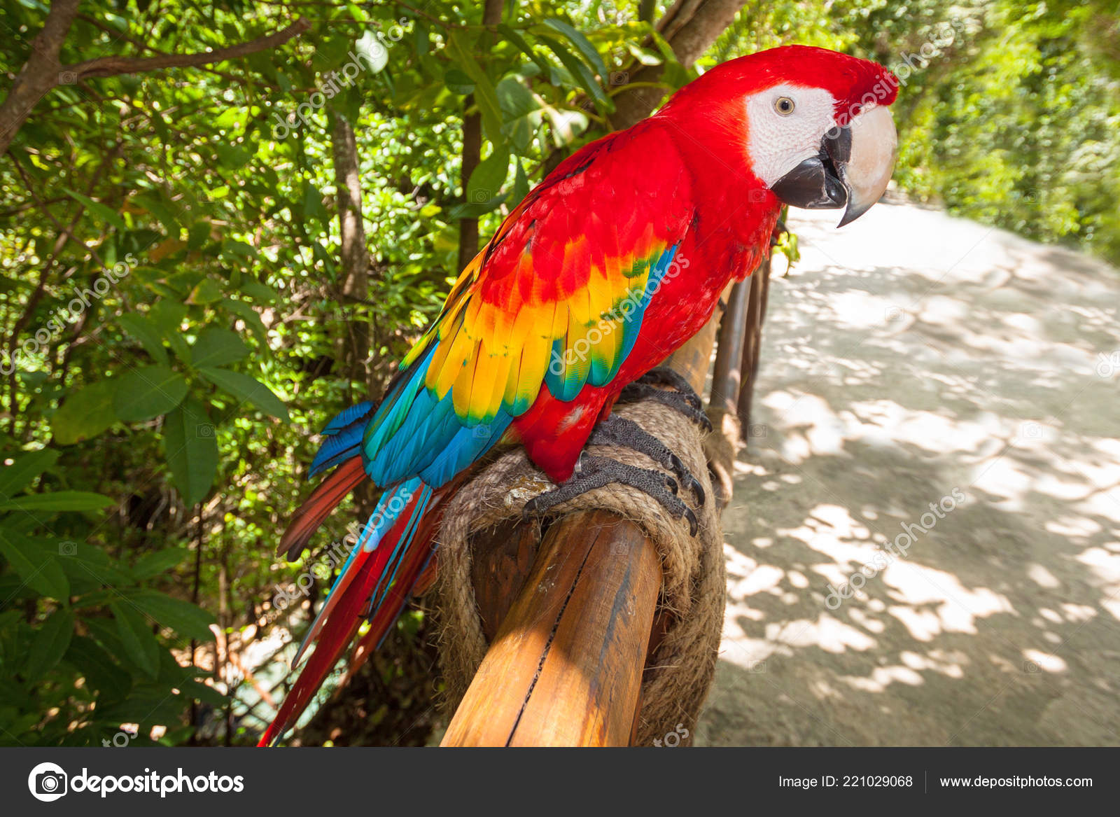 Ara Parrot Mexico Stock Photo by