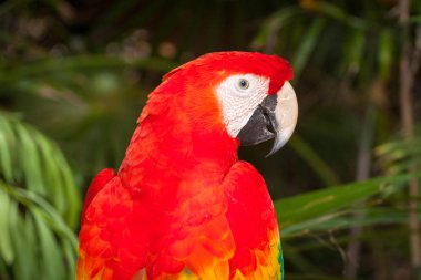 Ara papağan içinde belgili tanımlık vahşi, Meksika