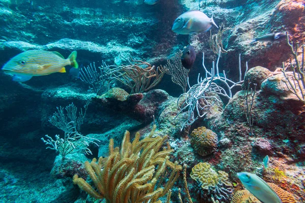 Fishes Swimming Caribbean Sea Mexico — Stock Photo, Image