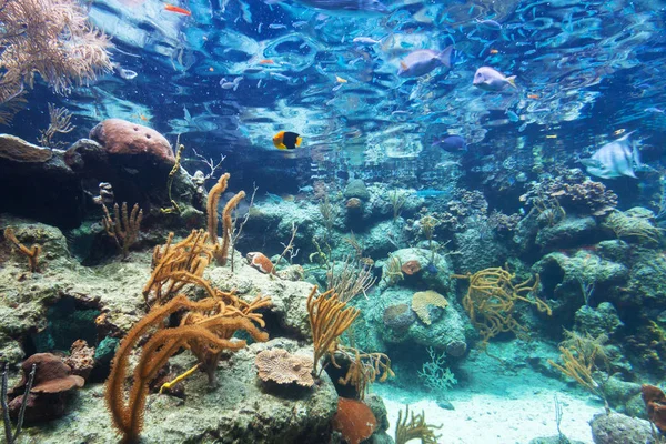 Fiskar Som Simmar Karibiska Havet Mexiko — Stockfoto