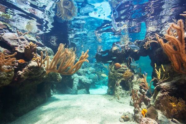 Fishes Swimming Caribbean Sea Mexico — Stock Photo, Image