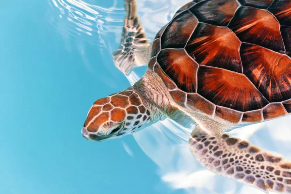 Żółwia Niemowląt Wodzie Meksyk — Zdjęcie stockowe
