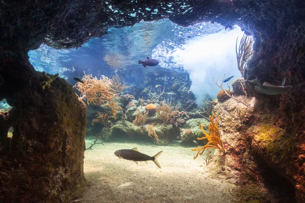 Poissons Nageant Dans Mer Des Caraïbes Mexique — Photo