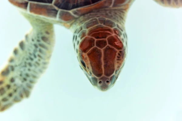 Tartaruga Bebé Água México — Fotografia de Stock