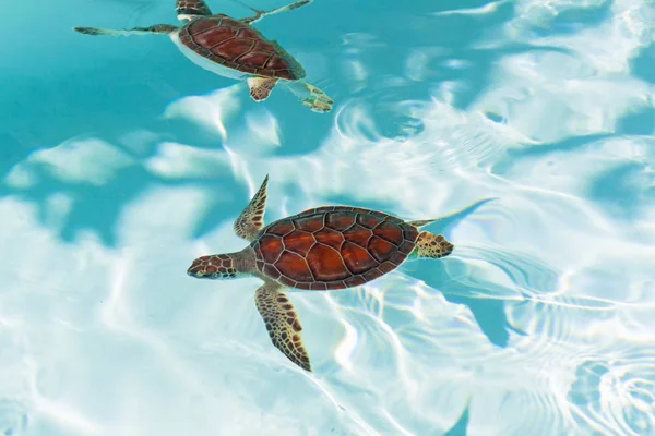 Żółwia Niemowląt Wodzie Meksyk — Zdjęcie stockowe