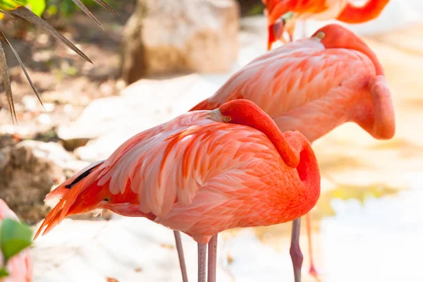 Meksika Pembe Flamingolar Uyku — Stok fotoğraf