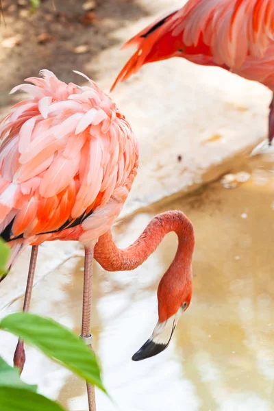 Рожеві Фламінго Тваринним Світом Мексика — стокове фото