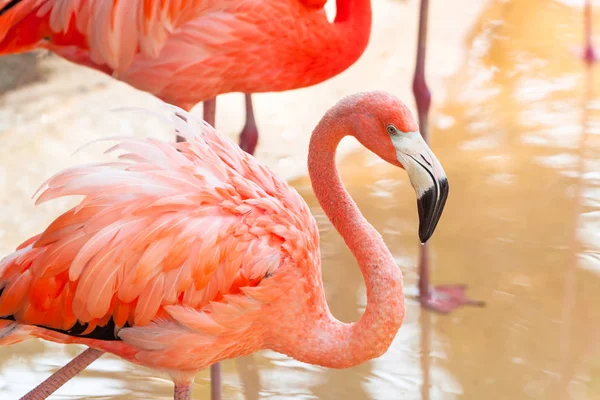 Flamants Roses Dans Faune Mexique — Photo