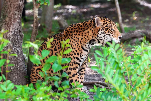 Jaguar Vida Selvagem Selva Jucatán México — Fotografia de Stock