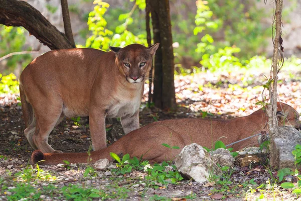 Pumalar Yabani Hayvanlar Bitkiler Jucatan Meksika Nın Orman Içinde — Stok fotoğraf