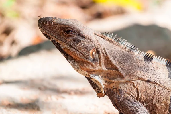 Iguana Selvagem Sentado Rocha México — Fotografia de Stock