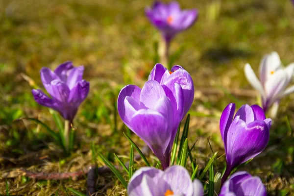 Blütenfeld Der Krokusblüten Frühling — Stockfoto