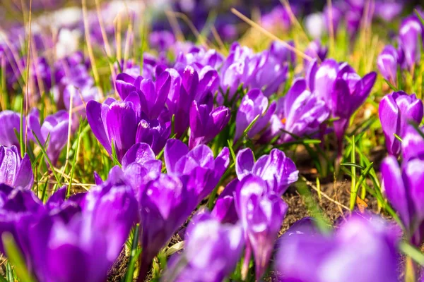 Blütenfeld Der Krokusblüten Frühling — Stockfoto