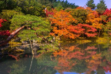 Renkli sonbahar su birikintisi yakın Arashiyama, Japonya