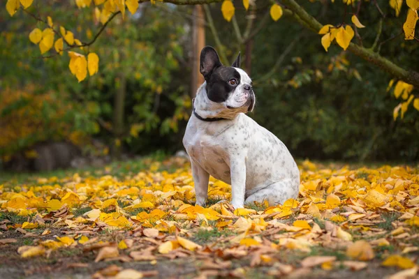 Fransk Bulldog Höstigt Landskap Polen — Stockfoto