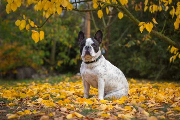 French Bulldog Autumnal Scenery Poland — Stock Photo, Image