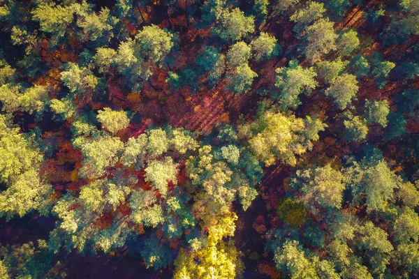 Bela Floresta Outonal Polônia — Fotografia de Stock