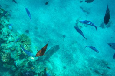 Red Sea sualtı sahne ile tropikal balıkçı, Mısır