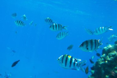 Red Sea sualtı sahne ile tropikal balıkçı, Mısır