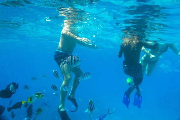 Personas Snorkel Mar Rojo Con Peces Egipto —  Fotos de Stock