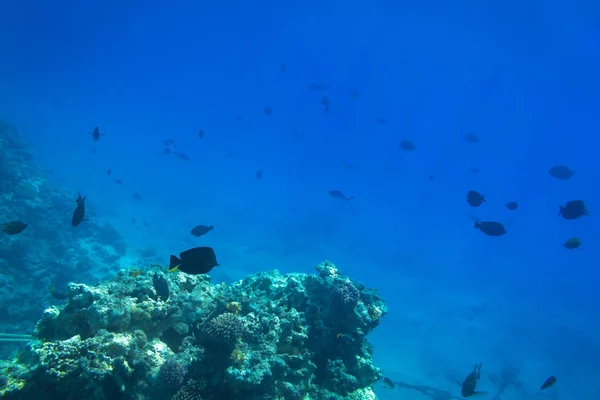 Ερυθρά Θάλασσα Υποβρύχιο Τοπίο Τροπικά Ψάρια Αίγυπτος — Φωτογραφία Αρχείου