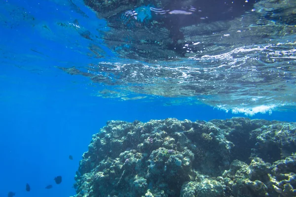 Arrecife Coral Del Mar Rojo Con Peces Tropicales Egipto — Foto de Stock