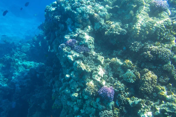 Arrecife Coral Del Mar Rojo Con Peces Tropicales Egipto — Foto de Stock