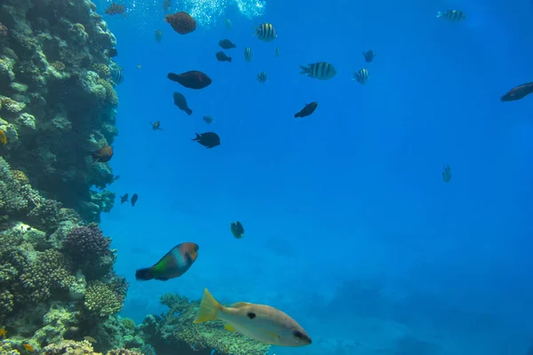 Arrecife Coral Del Mar Rojo Con Peces Tropicales Egipto — Foto de Stock