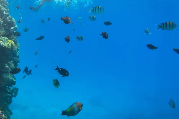 Arrecife Coral Del Mar Rojo Con Peces Tropicales Egipto — Foto de Stock