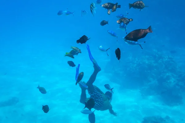 Personas Snorkel Mar Rojo Con Peces Egipto —  Fotos de Stock